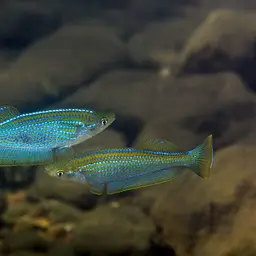 Tanganyika Killifish, photo 1