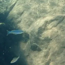 Tanganyika Killifish, photo 2