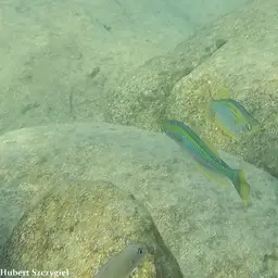 Tanganyika Killifish, photo 3