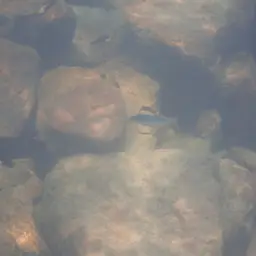 Tanganyika Killifish, photo 4