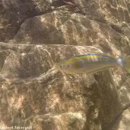 Tanganyika Killifish, photo 5