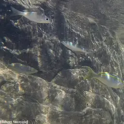 Tanganyika Killifish, photo 6