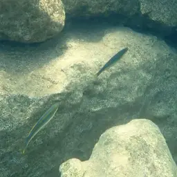 Tanganyika Killifish, photo 7