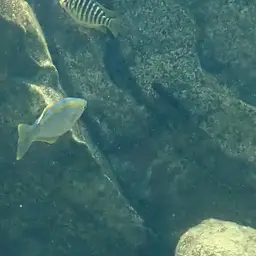 Tanganyika Killifish, photo 8