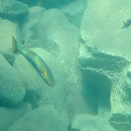 Tanganyika Killifish, photo 9