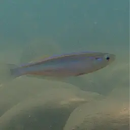 Tanganyika Killifish, photo 10