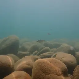 Tanganyika Killifish, photo 11