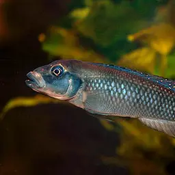 Congo Rapids Cichlid, photo 1