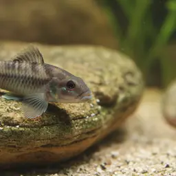 Congo Rapids Cichlid, photo 2