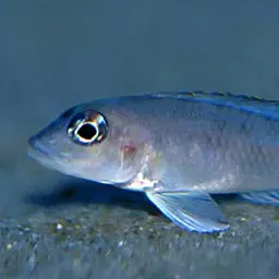 Shell Dweller, photo 2