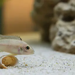 Shell Dweller, photo 1