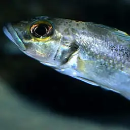 Lemaire's Lamprologus