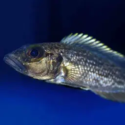 Lemaire's Lamprologus, photo 2