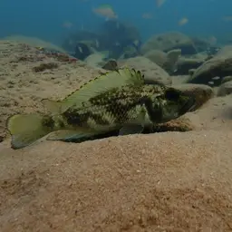 Lemaire's Lamprologus, photo 3