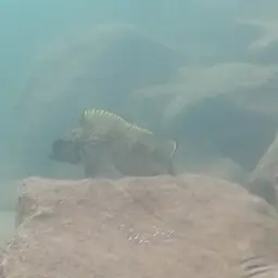 Lemaire's Lamprologus, photo 4