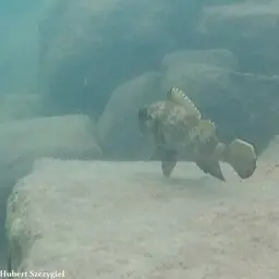 Lemaire's Lamprologus, photo 5