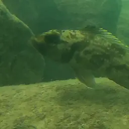 Lemaire's Lamprologus, photo 6