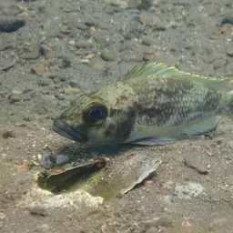 Lemaire's Lamprologus, photo 7