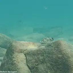 Lemaire's Lamprologus, photo 8