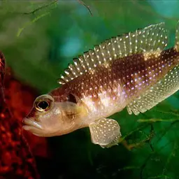 Shell-dweller, photo 1