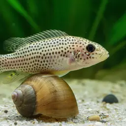 Shell-dweller, photo 2