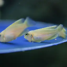 Frog-faced Cichlid