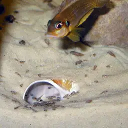 Frog-faced Cichlid, photo 2