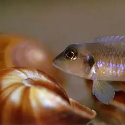 Frog-faced Cichlid, photo 3