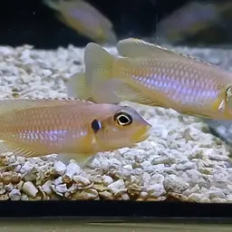 Frog-faced Cichlid, photo 4