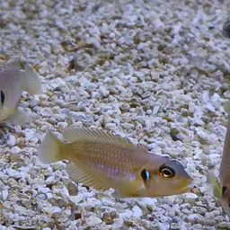 Frog-faced Cichlid, photo 5