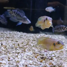 Frog-faced Cichlid, photo 6