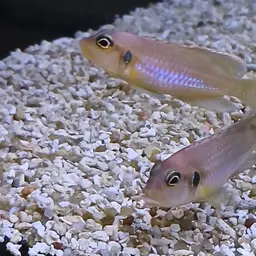 Frog-faced Cichlid, photo 7