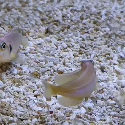 Frog-faced Cichlid, photo 8