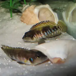 Black Ocellatus
