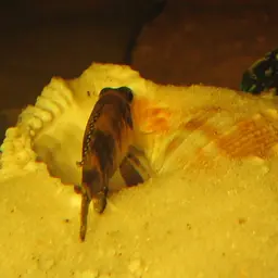 Black Ocellatus, photo 2