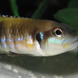 Black Ocellatus, photo 3