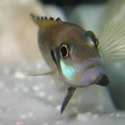 Black Ocellatus, photo 4