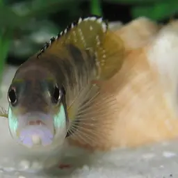 Black Ocellatus, photo 5