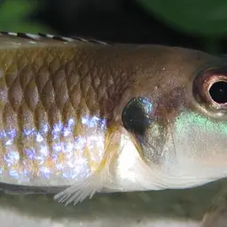 Black Ocellatus, photo 6