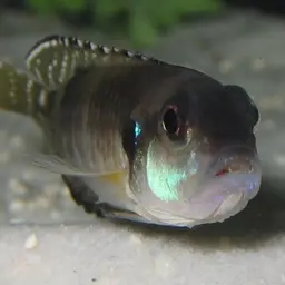 Black Ocellatus, photo 7