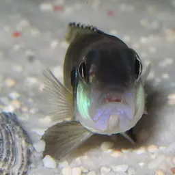 Black Ocellatus, photo 8