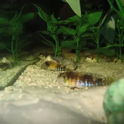 Black Ocellatus, photo 9
