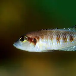 Black Ocellatus, photo 10