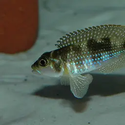 Pearly Ocellatus, photo 1