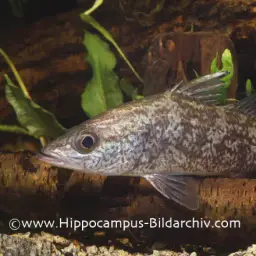 Tanganyika Lates, photo 1