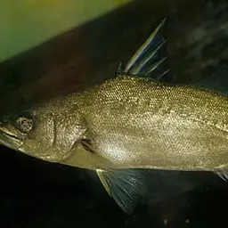 Tanganyika Lates, photo 2