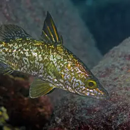 Tanganyika Lates, photo 3