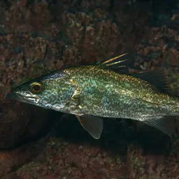 Tanganyika Lates, photo 4