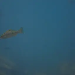 Tanganyika Lates, photo 6