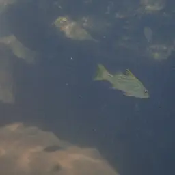 Tanganyika Lates, photo 8